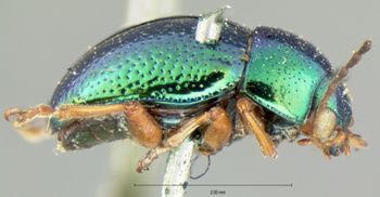 Media type: image; Entomology 17328   Aspect: habitus lateral view